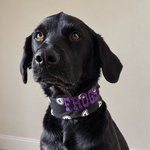 A black dog sitting indoors on a brown patterned rug, wearing a black collar with purple 'FROGS' lettering and small frog illustrations.